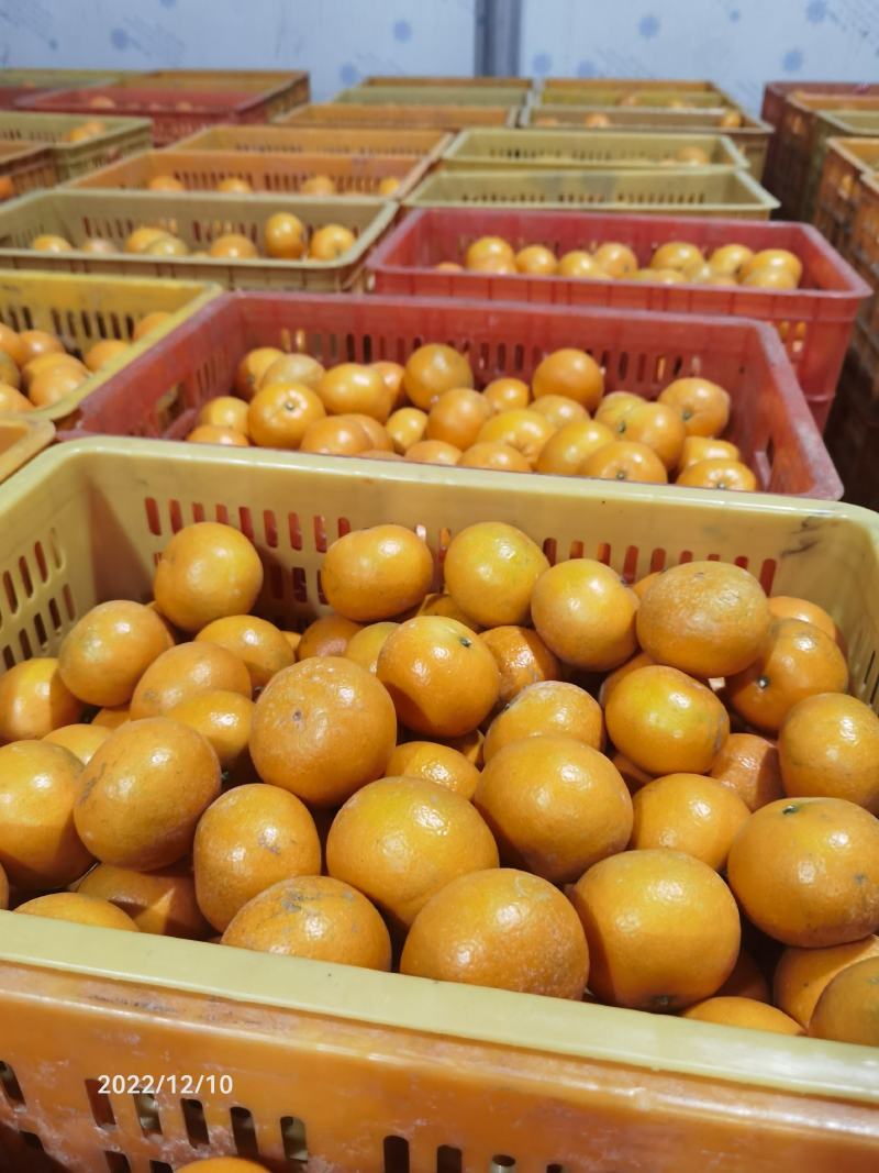 沃柑