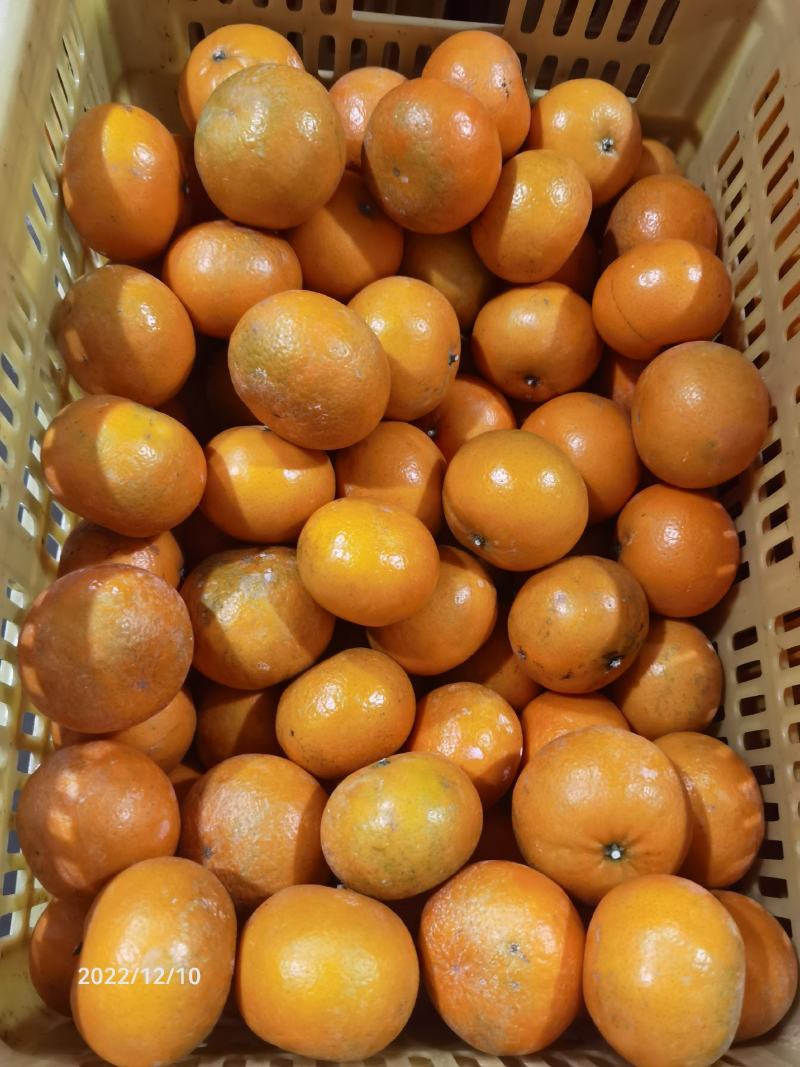 沃柑