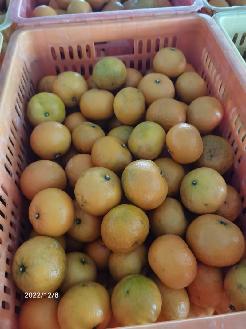 沃柑