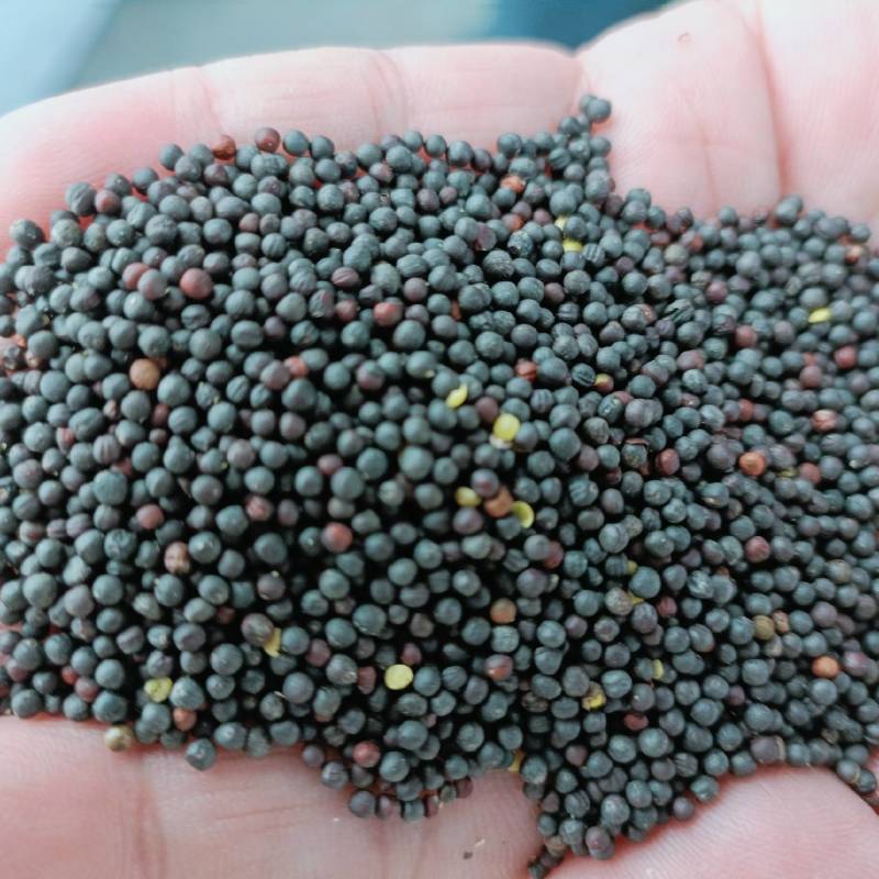 俄罗斯进口油菜籽，含油45+出油42+油色金黄