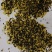 俄罗斯进口油菜籽，含油高，出有多，色泽金黄