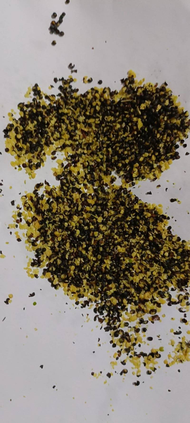 俄罗斯进口油菜籽，含油高，出有多，色泽金黄