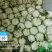 湖北省天门市大白菜