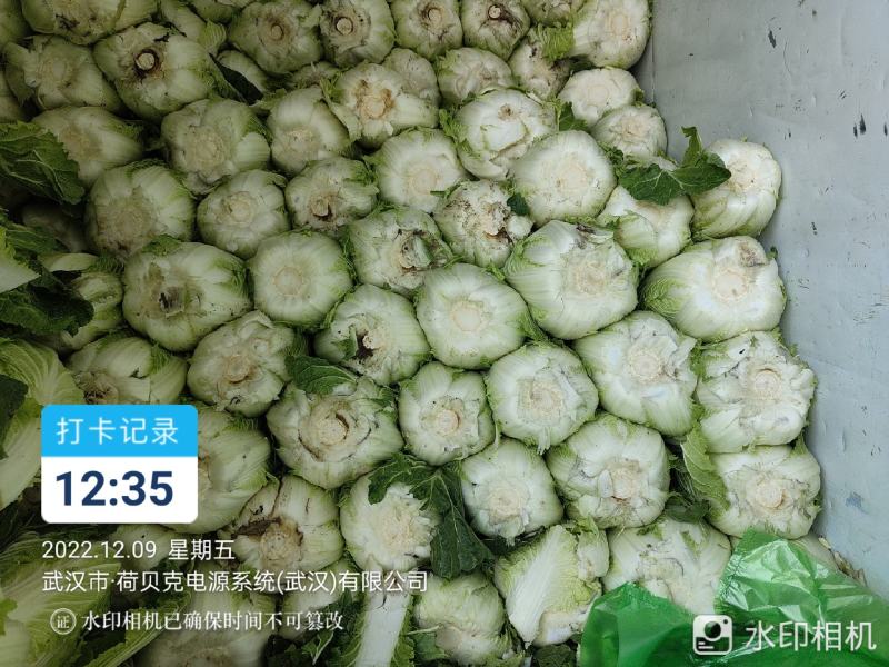 湖北省天门市大白菜