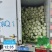 湖北省天门市大白菜