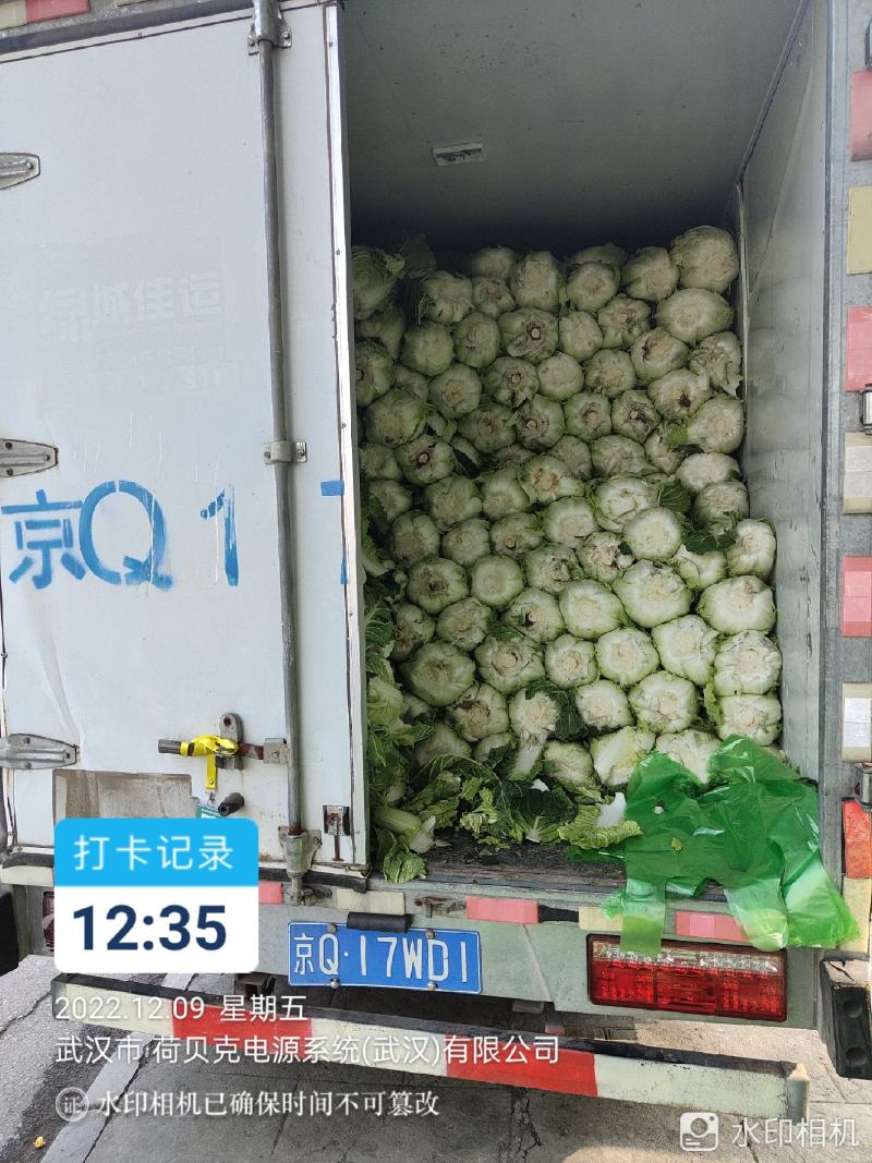 湖北省天门市大白菜