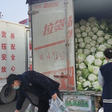 湖北省天门市大白菜