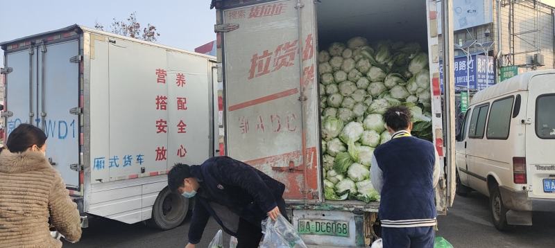 湖北省天门市大白菜