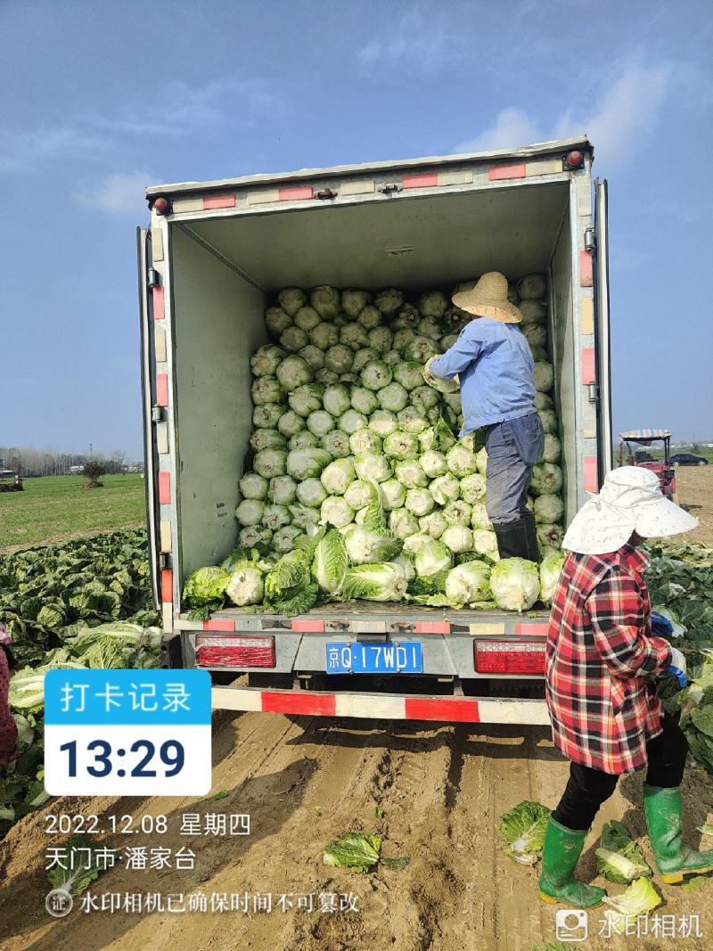 湖北省天门市大白菜
