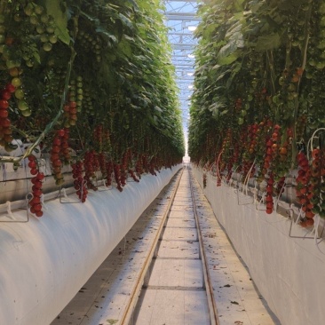 瑞克斯旺191串茄，整车发货，货源稳定
