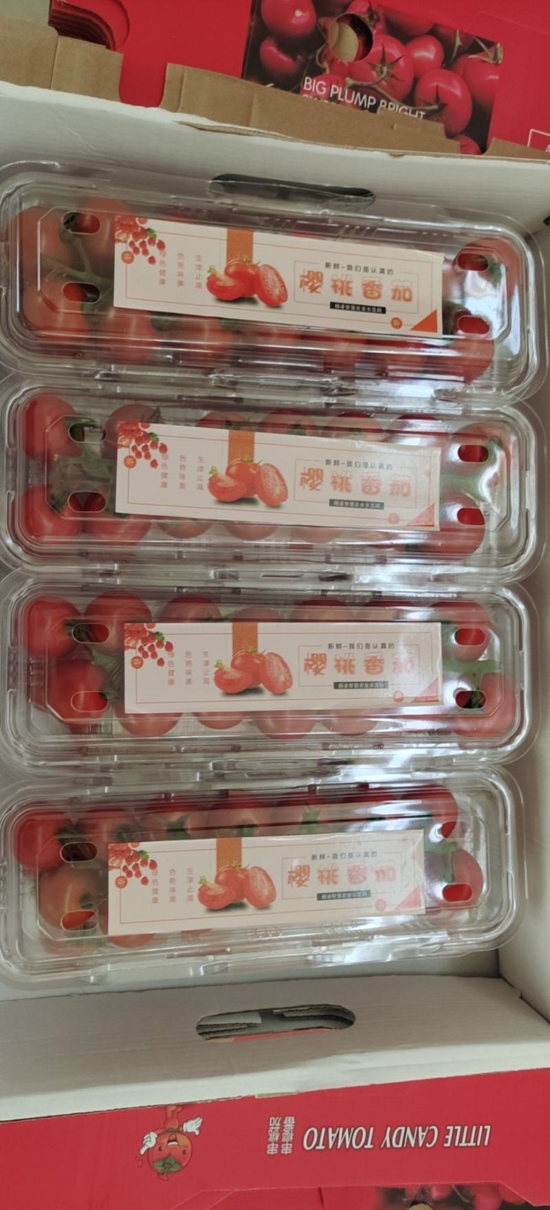 瑞克斯旺191串茄，整车发货，货源稳定