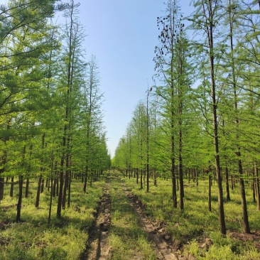 湖南益阳1-30公分池杉基地直供一手货源黑土田苗