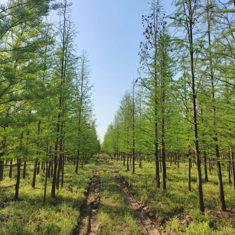 湖南益阳1-30公分池杉基地直供一手货源黑土田苗