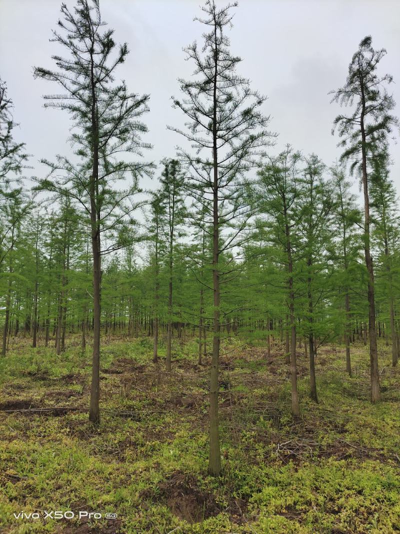 湖南益阳1-30公分池杉基地直供一手货源黑土田苗
