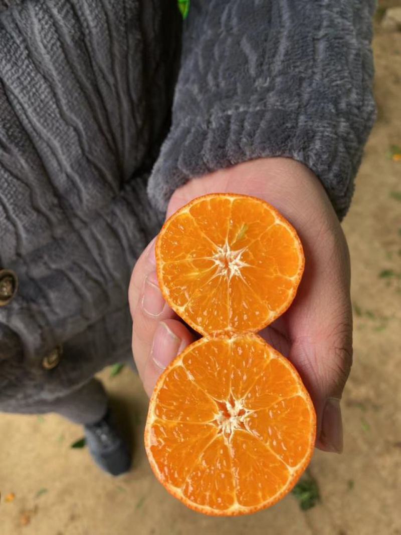 广西桂林东方红贡桔四季红全红纯甜对接出口贸易