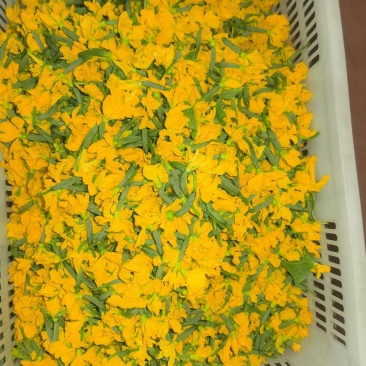 精品青瓜花黄瓜花。原产地直发，质量保证。