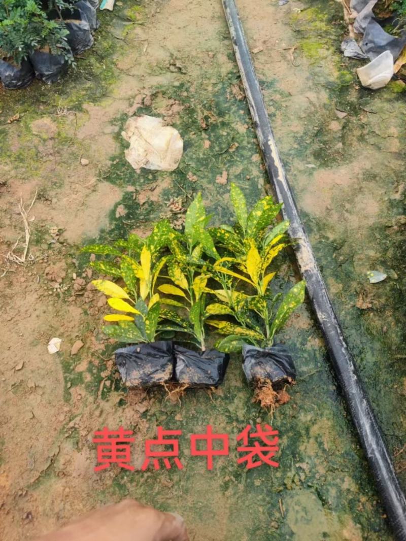 洒金珊瑚福建漳州洒金珊瑚场地直销货源充足
