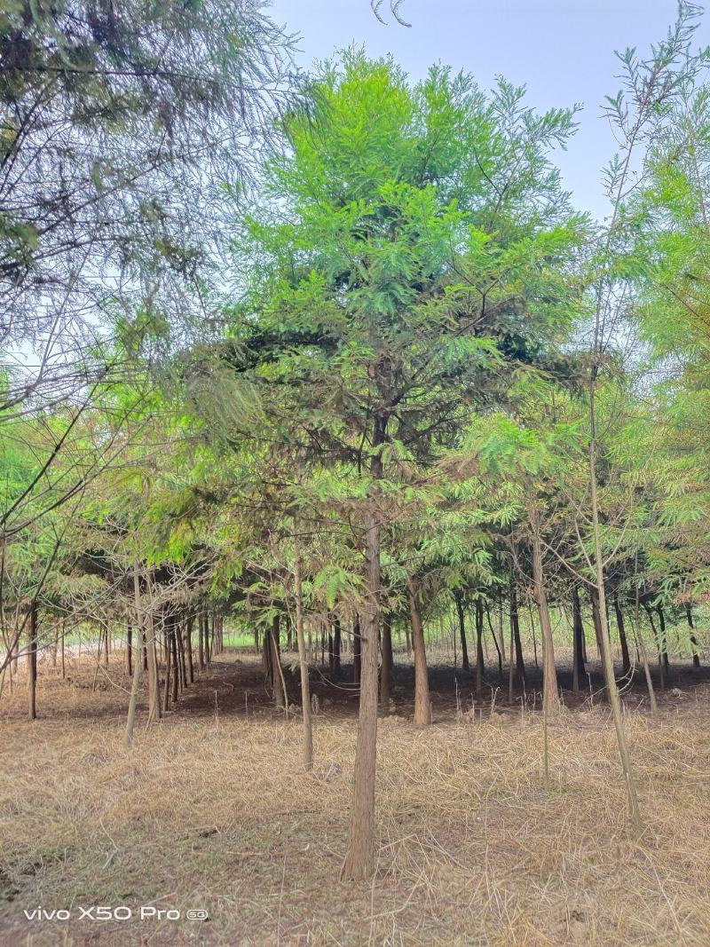 湖南益阳1-30公分墨西哥落羽杉一手货源黑土田苗