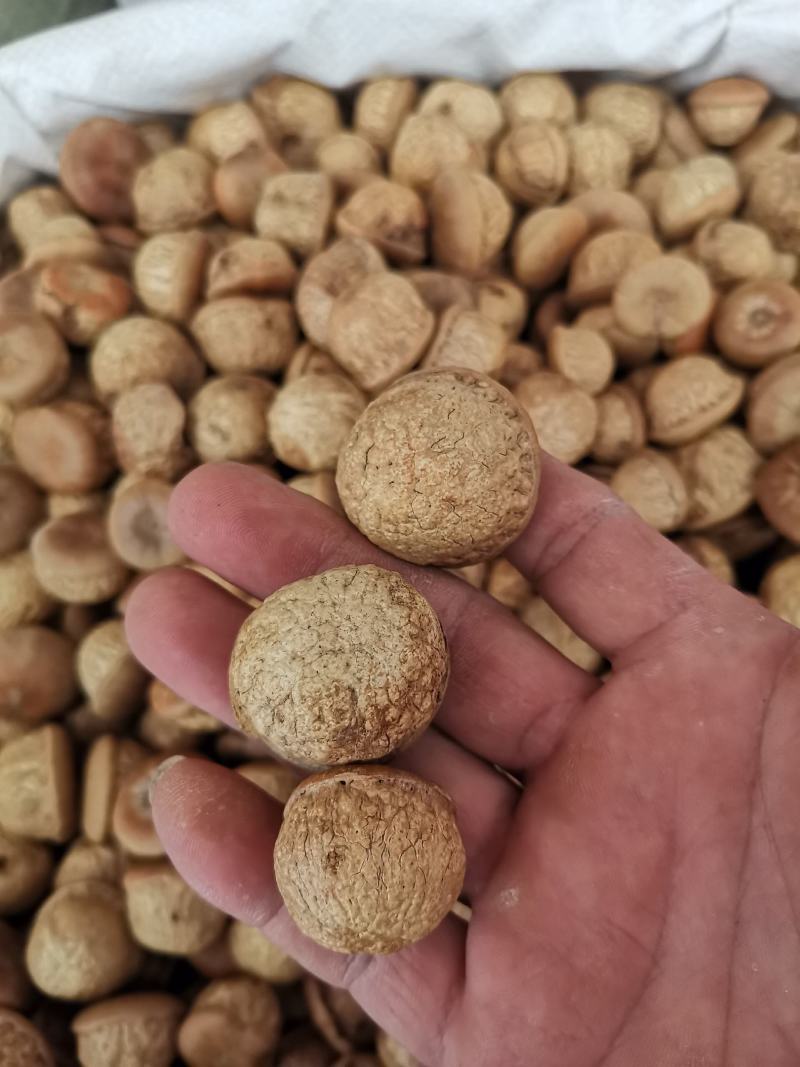 泡酒料，广西本地野生风流果，一件也是批发价，欢迎下单！