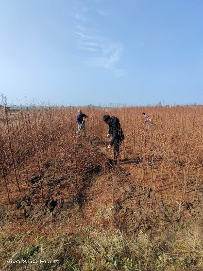 水杉小苗高度10厘米-300厘米货源充足一手货源