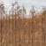 水杉小苗高度10厘米-300厘米货源充足一手货源