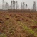 水杉小苗高度10厘米-300厘米货源充足一手货源