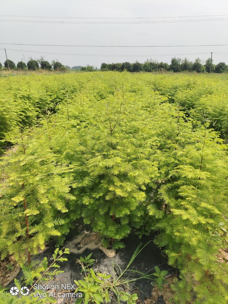 水杉小苗高度10厘米-300厘米货源充足一手货源