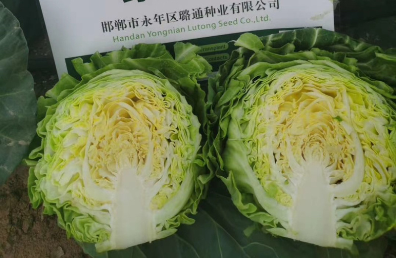 京宣美味甘蓝种子松软型颜色绿口感好