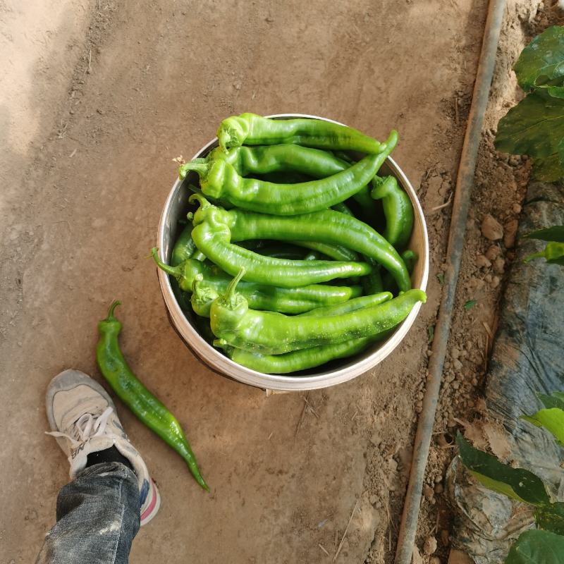 精品辣椒大棚种植薄皮辣椒，长度30公分左右