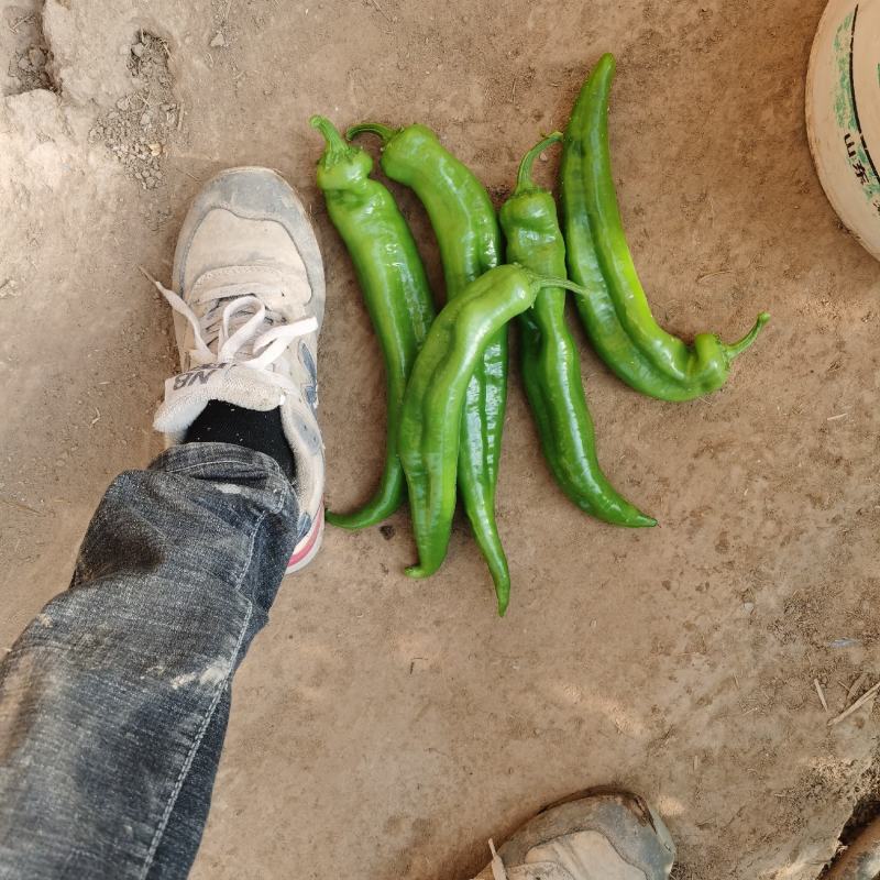 精品辣椒大棚种植薄皮辣椒，长度30公分左右