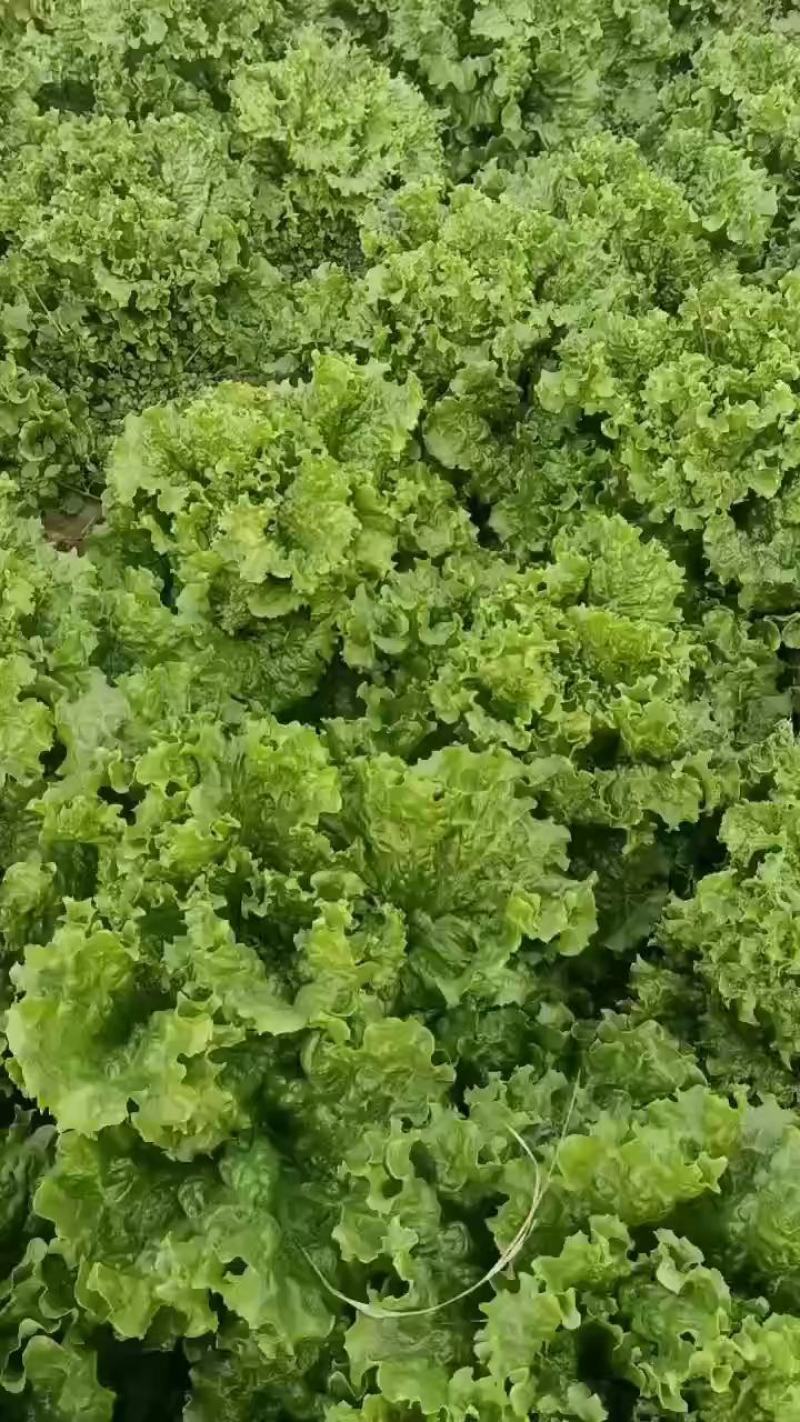 河北散叶生菜大量上市，产地直发，可共超市，电商