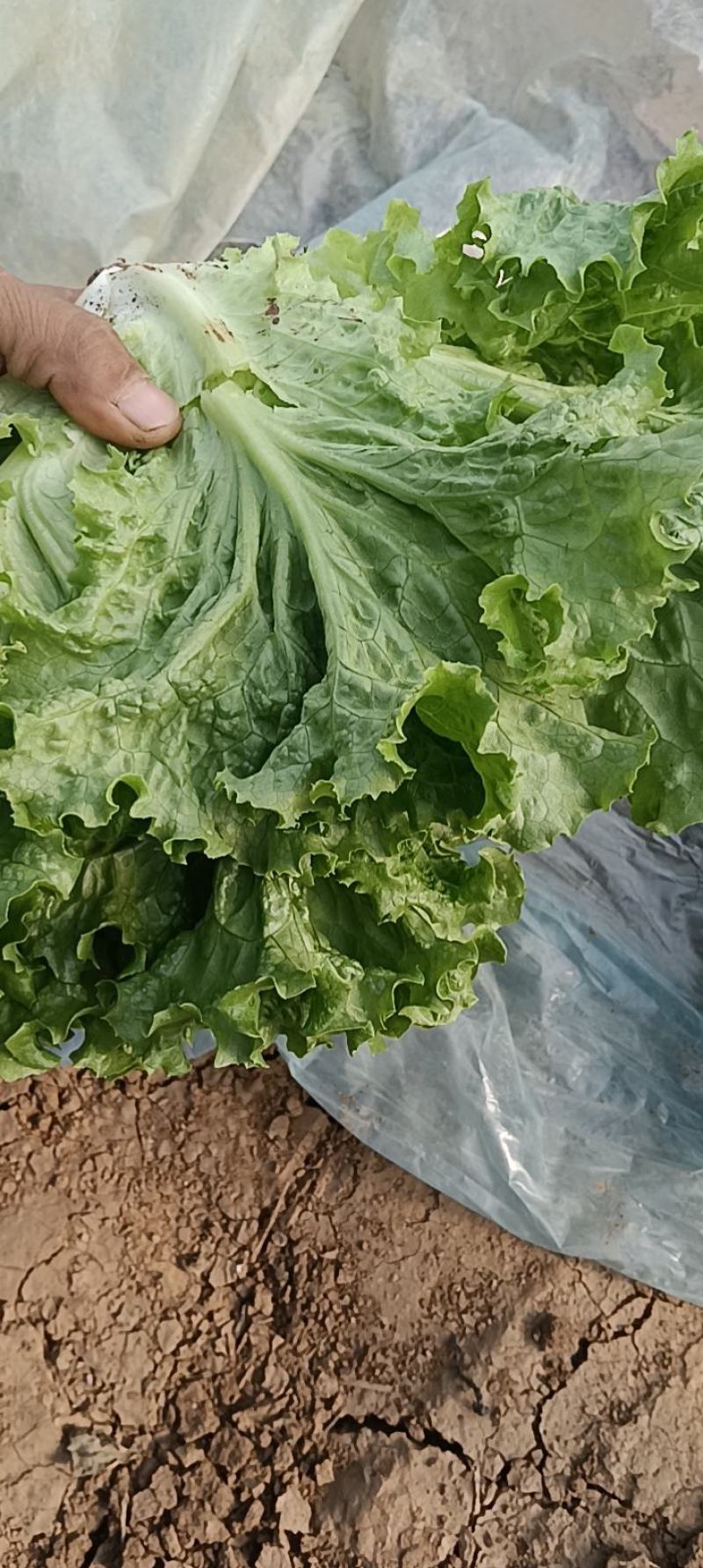 河北散叶生菜大量上市，产地直发，可共超市，电商