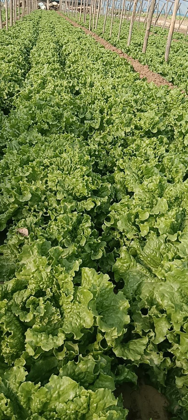 河北散叶生菜大量上市，产地直发，可共超市，电商