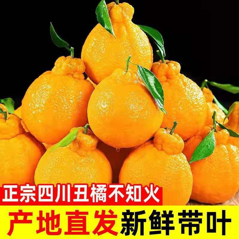 四川丑橘.不知火/一件代发/产地直供/包邮到家/电商微商
