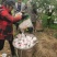 四川丑橘.不知火/一件代发/产地直供/包邮到家/电商微商