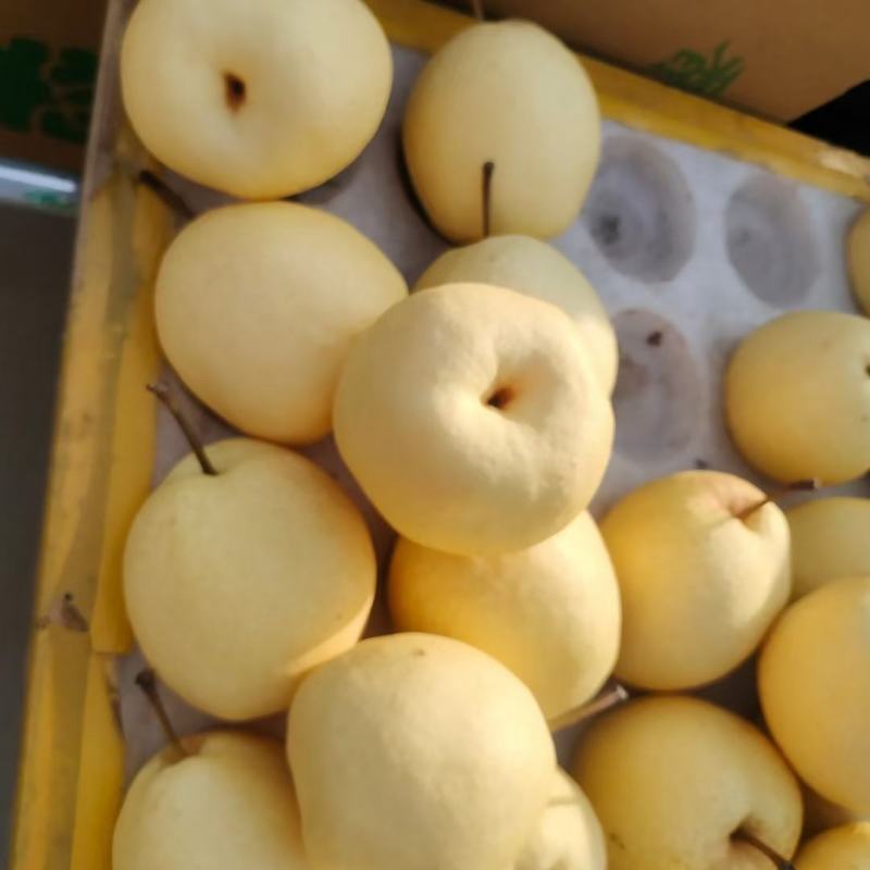【平遥贡梨】大量有货品质保证产地直发诚信经营