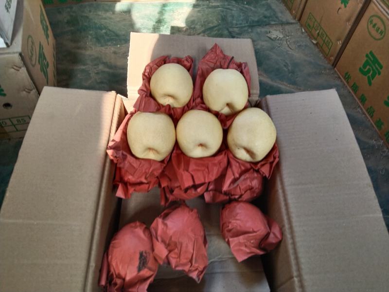 【平遥贡梨】大量有货品质保证产地直发诚信经营