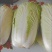 大白菜新鲜整箱1-9斤包心菜时令蔬菜可做酸菜辣白菜
