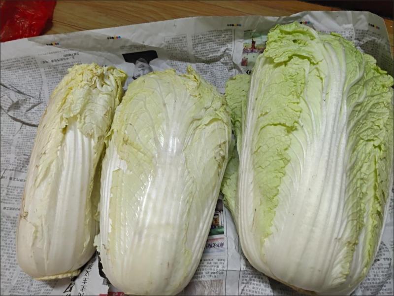 大白菜新鲜整箱1-9斤包心菜时令蔬菜可做酸菜辣白菜