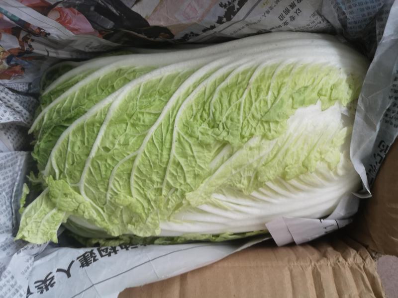 大白菜新鲜整箱1-9斤包心菜时令蔬菜可做酸菜辣白菜