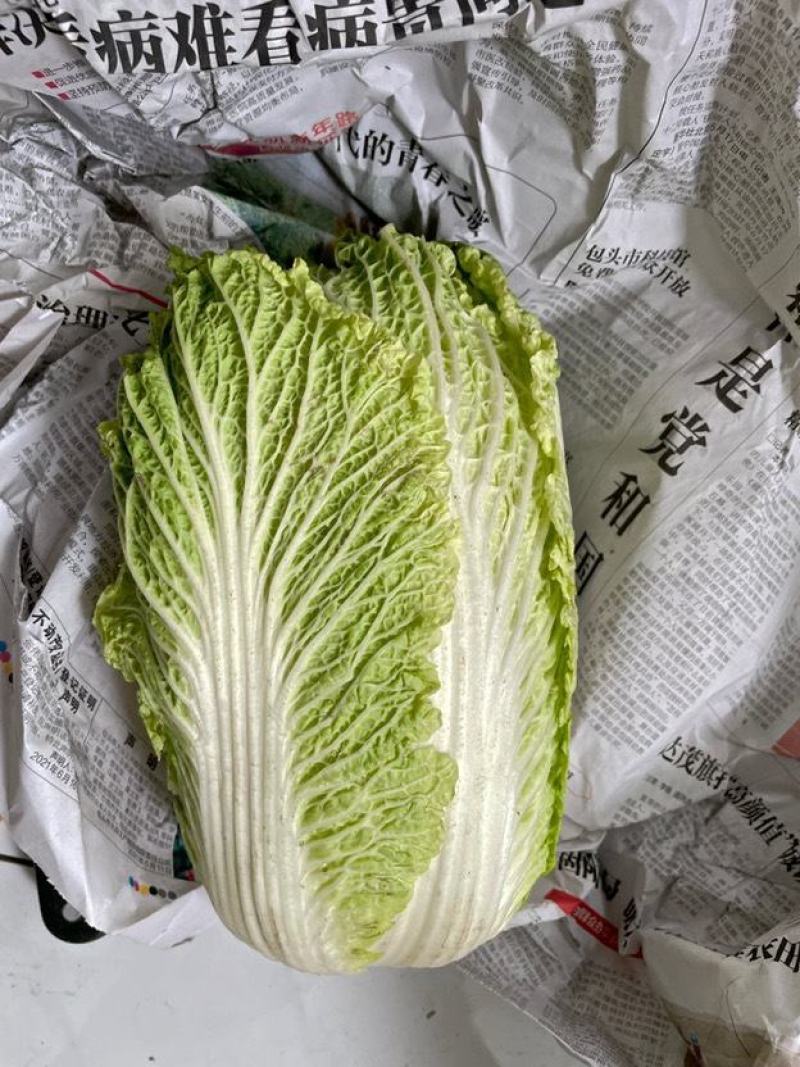 大白菜新鲜整箱1-9斤包心菜时令蔬菜可做酸菜辣白菜