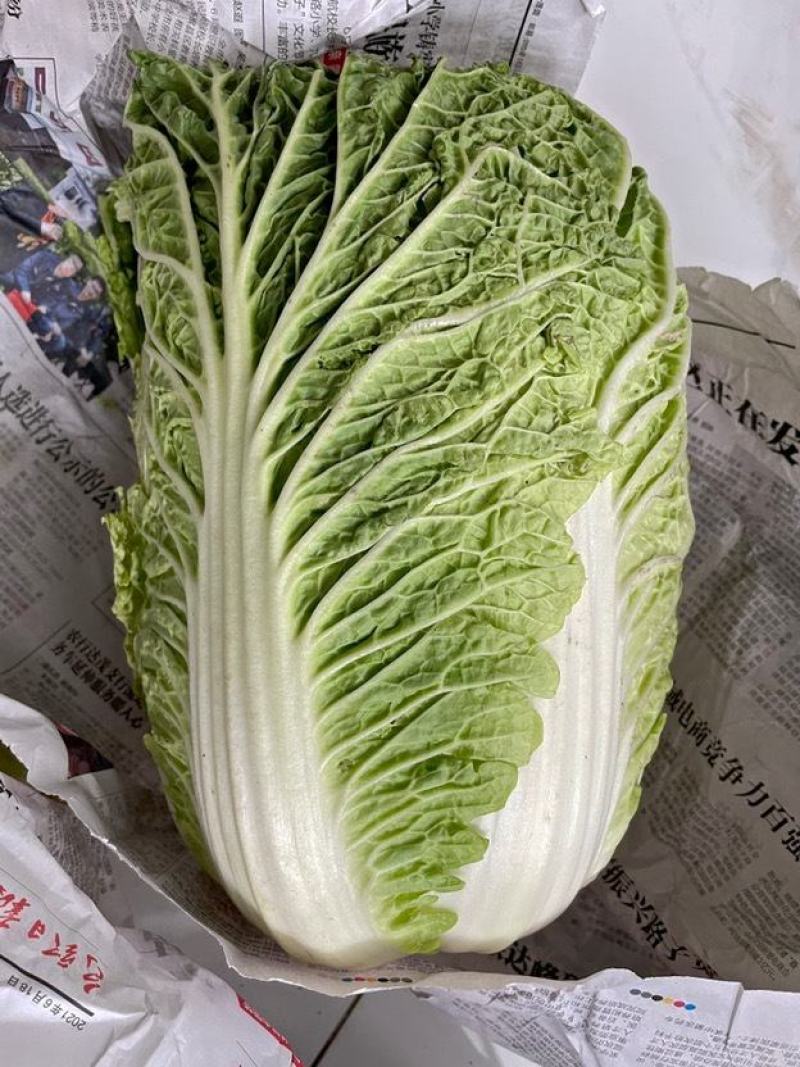 大白菜新鲜整箱1-9斤包心菜时令蔬菜可做酸菜辣白菜
