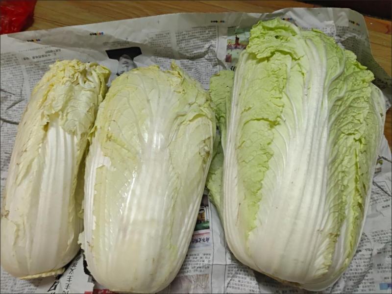 大白菜新鲜整箱1-9斤包心菜时令蔬菜可做酸菜辣白菜