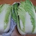 大白菜新鲜整箱1-9斤包心菜时令蔬菜可做酸菜辣白菜