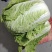 大白菜新鲜整箱1-9斤包心菜时令蔬菜可做酸菜辣白菜