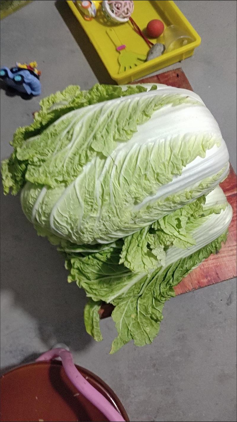 大白菜新鲜整箱1-9斤包心菜时令蔬菜可做酸菜辣白菜