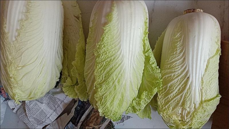 大白菜新鲜整箱1-9斤包心菜时令蔬菜可做酸菜辣白菜