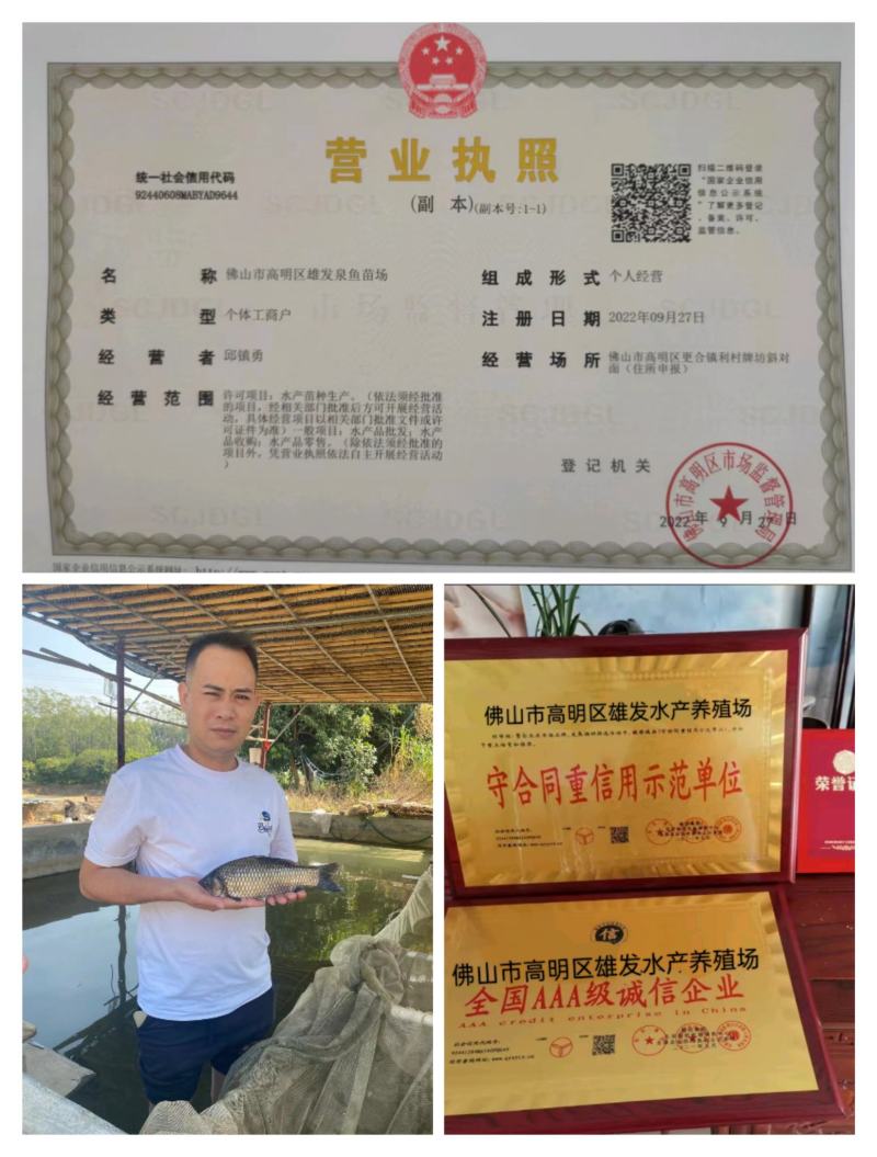 优质【螺蛳青鱼】黑鲩/鱼塘改底王/吃螺为生/渔场直供/