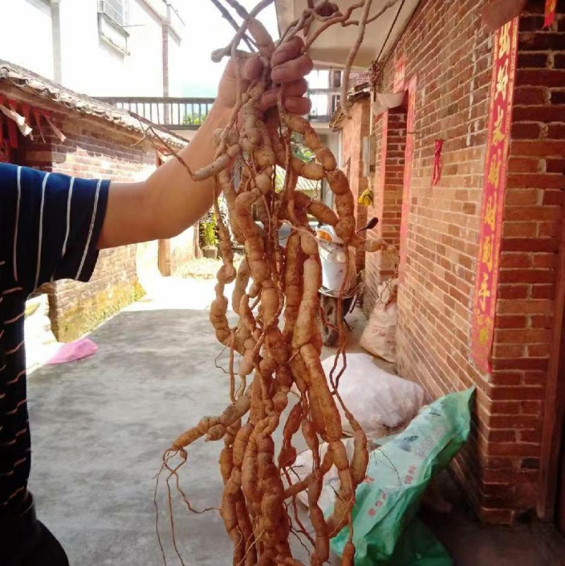 深山老林野生巴戟天货源充足大量现货品质好价格低
