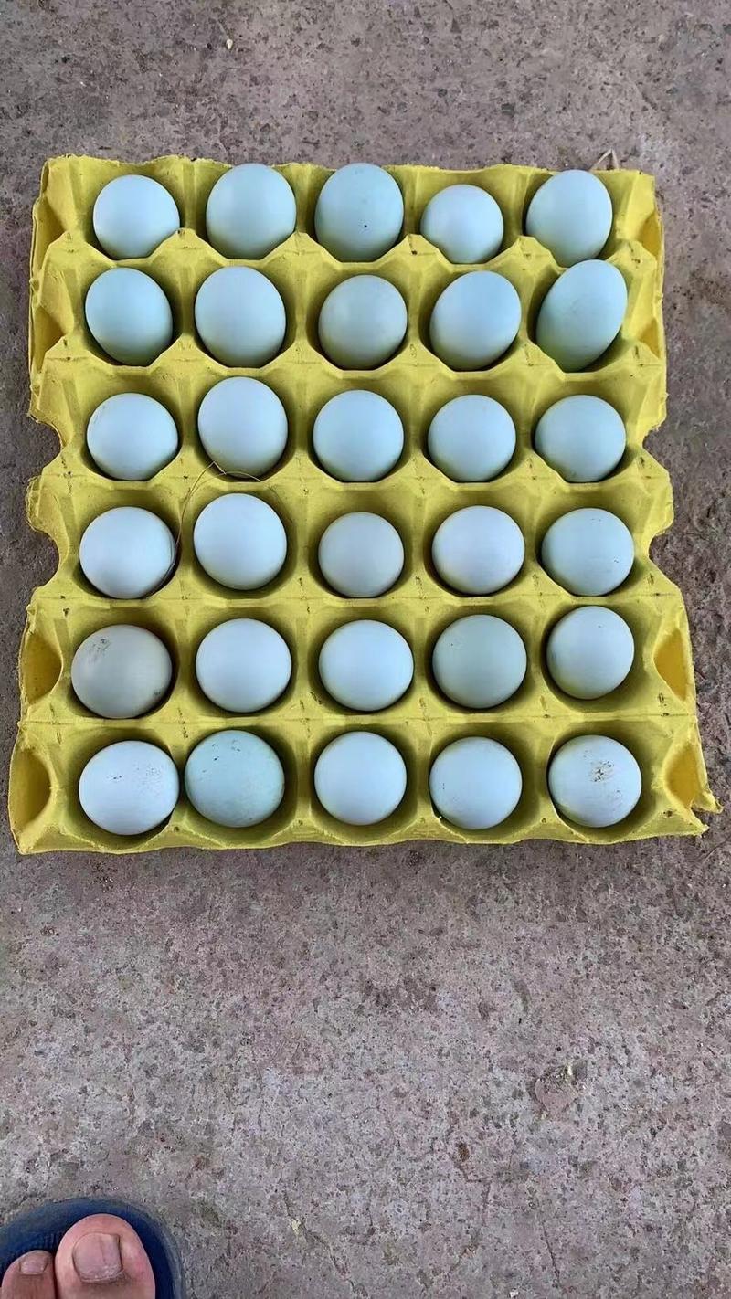 精品双色绿壳土鸡蛋，日捡日发，全国各地发货